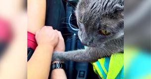Dying Cat Comforts Grief-Stricken Owners On Final Trip To The Vet Dying Cat Comforts Grief-Stricken Owners On Final Trip To The Vet