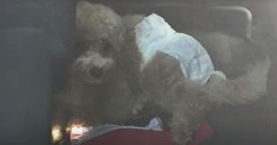 Owners Left Dog In Hot Car Wearing A Diaper While They Went On Hike Owners Left Dog In Hot Car Wearing A Diaper While They Went On Hike