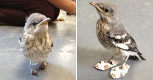Bird With Disabilities Gets Orthopedic Shoes And Walks Once More Bird With Disabilities Gets Orthopedic Shoes And Walks Once More