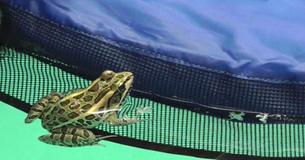 Man’s Genius Invention Is Saving Thousands Of Small Animals From Drowning In Pools Man’s Genius Invention Is Saving Thousands Of Small Animals From Drowning In Pools