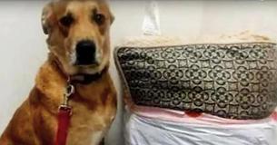 Dog Abandoned At Animal Shelter With All Of His Toys And Bed Dog Abandoned At Animal Shelter With All Of His Toys And Bed