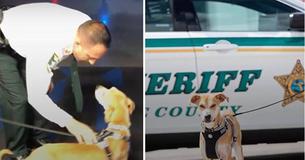 Starving Dog Discovered With Snout Taped Shut Given Second Chance At Life As A Sherriff's Deputy Starving Dog Discovered With Snout Taped Shut Given Second Chance At Life As A Sherriff's Deputy