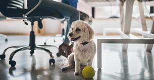 Bring Your Dog To Work Day Is Happening! Mark June 21st In Your Calendar To Raise Money For Animal Charities Bring Your Dog To Work Day Is Happening! Mark June 21st In Your Calendar To Raise Money For Animal Charities