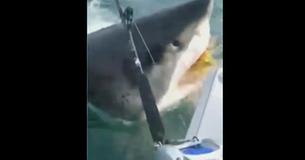 Huge Shark Stuns New Jersey Fishermen With Real-life ‘Jaws’ Moment Huge Shark Stuns New Jersey Fishermen With Real-life ‘Jaws’ Moment