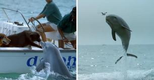 Playful Dolphin Jumps Out Of Water To Give Pup A Kiss Then Does A Happy Little Dance Playful Dolphin Jumps Out Of Water To Give Pup A Kiss Then Does A Happy Little Dance