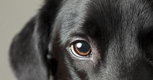 Dogs Eyes Evolved So Humans Would Like Them More Dogs Eyes Evolved So Humans Would Like Them More