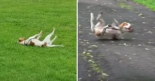 Dog With 'Fainting Goat Syndrome' Freezes Up And Collapses When Excited, Leaves Veterinarians Stumped Dog With 'Fainting Goat Syndrome' Freezes Up And Collapses When Excited, Leaves Veterinarians Stumped