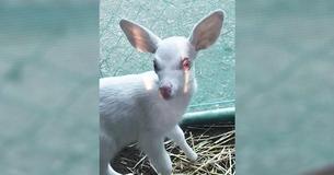 Man Thinks He Finds Lamb On The Road, Only To Discover It's A Rare And Adorable Albino Baby Deer Man Thinks He Finds Lamb On The Road, Only To Discover It's A Rare And Adorable Albino Baby Deer