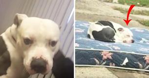 Abandoned Dog Waits Patiently On Mattress After Owners Move Home And Leave Him Behind Abandoned Dog Waits Patiently On Mattress After Owners Move Home And Leave Him Behind