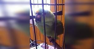 Parents Bring Home Their Newborn Baby, And Their Parrot Has A Reaction You Won't Believe Until You Hear It Parents Bring Home Their Newborn Baby, And Their Parrot Has A Reaction You Won't Believe Until You Hear It