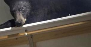 Bear Falls Asleep In Closet After Entering Home Bear Falls Asleep In Closet After Entering Home