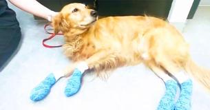Veterinary Hospital Warns Dog Owners After Golden Retriever's Paw Pads Burn Off During Walk Veterinary Hospital Warns Dog Owners After Golden Retriever's Paw Pads Burn Off During Walk