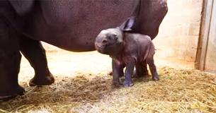 Rhinoceros Mother Goes Through 488-Day Pregnancy To Give Birth To 123-Pound Baby At The Buffalo Zoo Rhinoceros Mother Goes Through 488-Day Pregnancy To Give Birth To 123-Pound Baby At The Buffalo Zoo