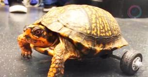 Vets Construct Lego Wheelchair For Turtle Missing His Back Legs Vets Construct Lego Wheelchair For Turtle Missing His Back Legs