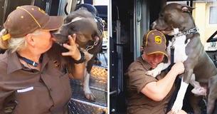 UPS Driver Adopts Playful Pit Bull On Her Route After Owner Dies UPS Driver Adopts Playful Pit Bull On Her Route After Owner Dies