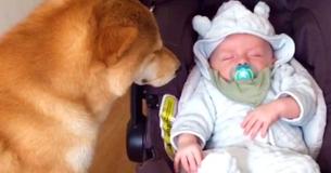 Mom Catches Moment She Brings Her Baby Home On Video, But It’s The Dog’s Reaction That Has Everyone In Awe Mom Catches Moment She Brings Her Baby Home On Video, But It’s The Dog’s Reaction That Has Everyone In Awe