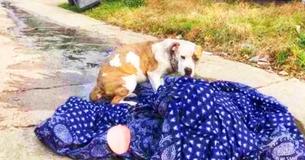 Abandoned Dog Refuses To Leave Her Blanket, Still Hoping For Her Family's Return Abandoned Dog Refuses To Leave Her Blanket, Still Hoping For Her Family's Return