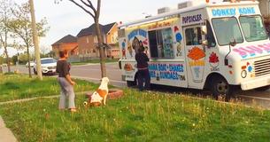 Adorable Pit Bull Patiently Waits In Line For His Vanilla Ice Cream Adorable Pit Bull Patiently Waits In Line For His Vanilla Ice Cream
