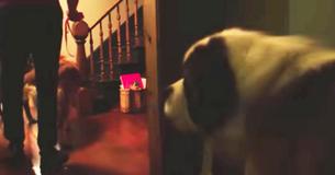 130-Pound Saint Bernard Abandoned At Shelter By Breeder Has A Home For The First Time 130-Pound Saint Bernard Abandoned At Shelter By Breeder Has A Home For The First Time
