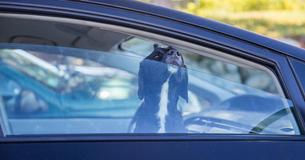 Besitzer lässt Hund in Wagen zurück und geht Schwimmen - Polizei muss Tier vor Hitzetod retten Besitzer lässt Hund in Wagen zurück und geht Schwimmen - Polizei muss Tier vor Hitzetod retten