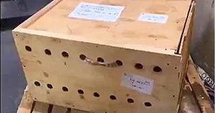 Ce conteneur en bois avec des trous d'aération a été dans un aéroport pendant une semaine avant que quelqu'un ne l'ouvre Ce conteneur en bois avec des trous d'aération a été dans un aéroport pendant une semaine avant que quelqu'un ne l'ouvre
