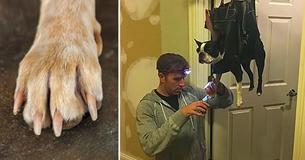 Un chien déteste se faire couper les ongles alors son propriétaire coupe des trous dans son sac ce qui s'avère être une astuce brillante Un chien déteste se faire couper les ongles alors son propriétaire coupe des trous dans son sac ce qui s'avère être une astuce brillante