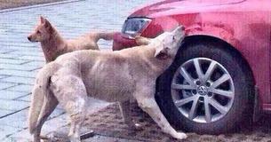 Conductor detiene su auto, se baja y patea a un perro de la calle. El perro regresa con su pandilla y destruye el auto Conductor detiene su auto, se baja y patea a un perro de la calle. El perro regresa con su pandilla y destruye el auto