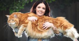 Un couple adopte un minuscule chaton Maine Coon et ne s'attend pas à ce qu'il devienne le plus long chat du monde Un couple adopte un minuscule chaton Maine Coon et ne s'attend pas à ce qu'il devienne le plus long chat du monde