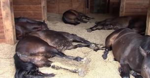 Mujer va a revisar a sus caballos echados en el establo, los graba pedorreando y roncando Mujer va a revisar a sus caballos echados en el establo, los graba pedorreando y roncando
