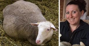 Frau glaubt, dass schwangeres Schaf mit 4 totgeborenen Lämmern im Bauch stirbt, dann sieht sie 4 Babys, die um sie herumtanzen Frau glaubt, dass schwangeres Schaf mit 4 totgeborenen Lämmern im Bauch stirbt, dann sieht sie 4 Babys, die um sie herumtanzen
