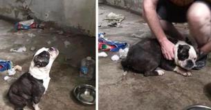 Les tristes cris d'une chienne solitaire mènent les sauveteurs à la porte d'un sous-sol fermé à clé Les tristes cris d'une chienne solitaire mènent les sauveteurs à la porte d'un sous-sol fermé à clé