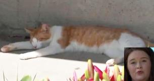 Une femme laisse son chat s'allonger dehors sur la pelouse et se fait accuser par les contrôles animaliers Une femme laisse son chat s'allonger dehors sur la pelouse et se fait accuser par les contrôles animaliers