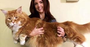 Unglaublicher Rekord: Omar ist mit 1,20 Meter die größte Katze der Welt! Unglaublicher Rekord: Omar ist mit 1,20 Meter die größte Katze der Welt!