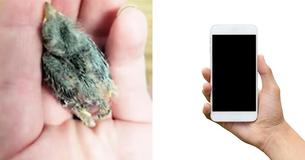 Intoxicated Man Sends Injured Baby Bird To Animal Rescue... In An Uber Intoxicated Man Sends Injured Baby Bird To Animal Rescue... In An Uber