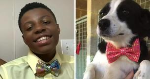 Boy Makes Bow Ties For Shelter Animals To Help Them Find A Family Boy Makes Bow Ties For Shelter Animals To Help Them Find A Family