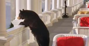 Fascinating Bear Watches Sunrise From Hotel Porch Fascinating Bear Watches Sunrise From Hotel Porch