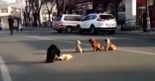 4 perros bloquean una carretera bastante transitada para proteger a su amigo que acaba de ser atropellado por un coche 4 perros bloquean una carretera bastante transitada para proteger a su amigo que acaba de ser atropellado por un coche