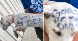 Encuentran a cachorrita de 5 meses con la palabra Encuentran a cachorrita de 5 meses con la palabra