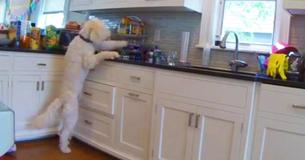 Dog Stands On Hind Legs For As Long As It Takes To Steal Cookies Dog Stands On Hind Legs For As Long As It Takes To Steal Cookies