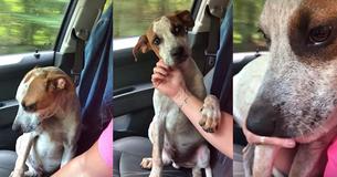 Tras ser rescatado, este perrito muestra su gratitud infinita en un video Tras ser rescatado, este perrito muestra su gratitud infinita en un video