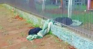 Hearts Melt When Dog Brings Blanket To Share With Stray Pup Hearts Melt When Dog Brings Blanket To Share With Stray Pup