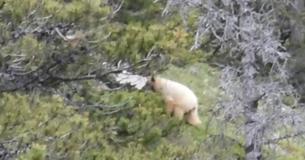 Uncommon White Bear Captured On Camera In The Wild Uncommon White Bear Captured On Camera In The Wild