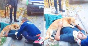 Prueba de lealtad: El perro se niega a abandonar a su dueño herido Prueba de lealtad: El perro se niega a abandonar a su dueño herido