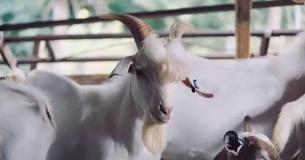 Handsome Goat Is One Of The Classiest Guys Ever Handsome Goat Is One Of The Classiest Guys Ever