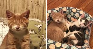 Un couple adopte un petit chaton aveugle et retourne ensuite au refuge pour sauver son frère Un couple adopte un petit chaton aveugle et retourne ensuite au refuge pour sauver son frère