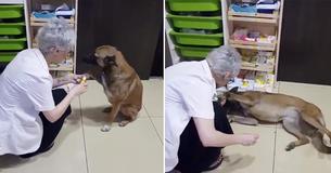 Un chien errant blessé se présente à la porte du pharmacien et demande de l'aide Un chien errant blessé se présente à la porte du pharmacien et demande de l'aide
