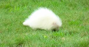 Mysterious White Critter Turns Out To Be Young Albino Porcupine Mysterious White Critter Turns Out To Be Young Albino Porcupine