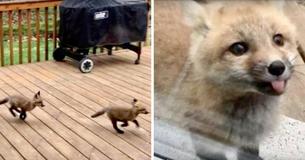 Fox Cubs Turn Grandma's Porch Into Their Own Personal Playground Fox Cubs Turn Grandma's Porch Into Their Own Personal Playground