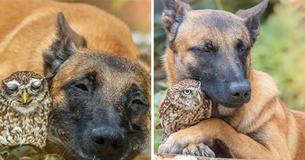 Tiny Owl In Need Of Protection Makes Friends With Giant German Shepherd Who Looks After It Tiny Owl In Need Of Protection Makes Friends With Giant German Shepherd Who Looks After It