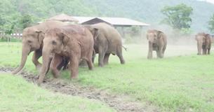 Orphaned Elephant Stands Alone - Footage Of The Moment An Entire Herd Adopts Him Is Watched By Millions Orphaned Elephant Stands Alone - Footage Of The Moment An Entire Herd Adopts Him Is Watched By Millions